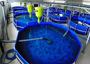 Разведение рыбы в установках закрытого водоснабжения